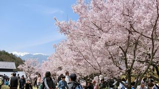 桜の数に圧倒されます
