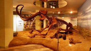 全身骨格は見応え有ります