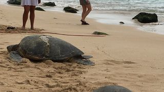 ウミガメ見れました！