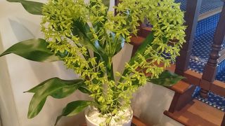 カメリアヒルズ♪