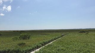 湿原の中を歩ける長い遊歩道