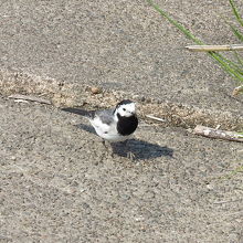 亜種ホオジロハクセキレイがいました。
