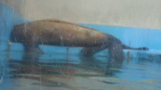 伊勢夫婦岩ふれあい水族館