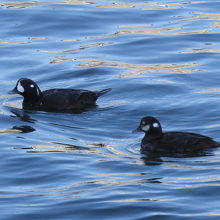 シノリガモ♂♀