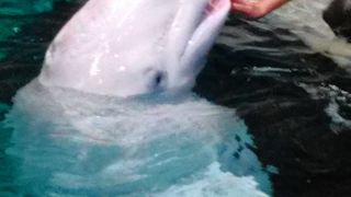 シャチやベルーガが可愛い