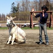 のんびり動物ショー