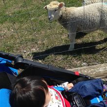 人懐っこい子羊ちゃん
