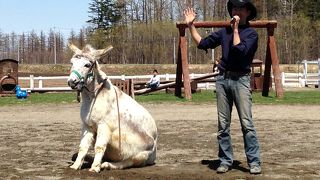 のんびり動物ショー