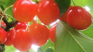 山形駅から比較的近いサクランボ園