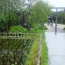 思っていたより立派な神社には、水田があったりします。