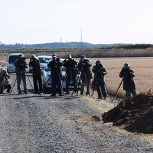 バードウオッチャーが珍鳥を見ようと集まっています。