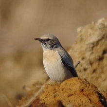 珍鳥サバクヒタキの冬羽雄です。