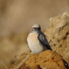 珍鳥サバクヒタキ♂