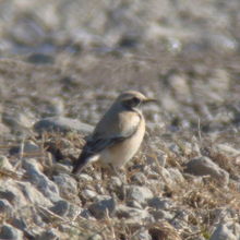 珍鳥サバクヒタキ♂