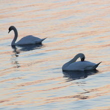 コブハクチョウもいました。
