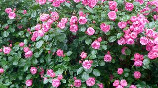 庭園のバラも綺麗です