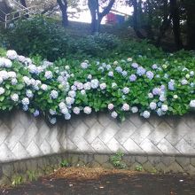 駐車場で見た紫陽花
