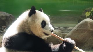 パンダ、コアラに会えます