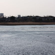 谷津干潟の風景