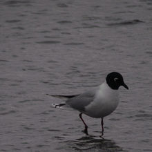 ズグロカモメ夏羽