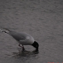 ズグロカモメ夏羽