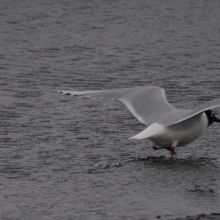 ズグロカモメ夏羽