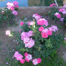 広場に咲いていたバラの花