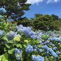 あじさい祭り！7月見頃！散歩・ピクニック！