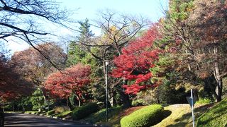 サクラや紅葉が美しい通りですが・・・