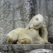 ホッキョクグマの親子が帰って来ました。