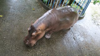 広いが素朴な動物園