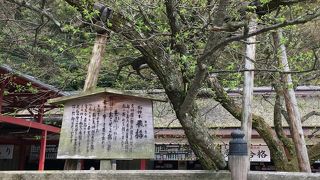 菅原道真を追ってきた梅