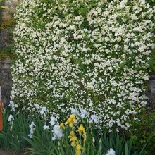 トイレ横の壁面の花