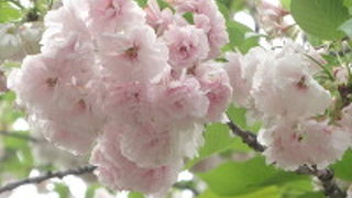 八重桜が見事