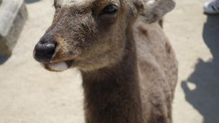 鹿が人間を恐れない、紙類を持っていると食べられます