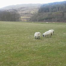 周囲は羊だけの、のどかなスコットランドのどこにでもある田舎。