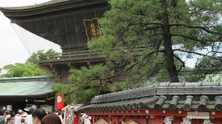 筥崎宮 筥松 　応神天皇ゆかりの松