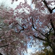 息をのむほど見事な紅枝垂れ桜　原谷苑