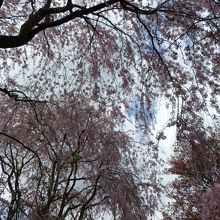 空いっぱいに咲く、紅枝垂れ桜