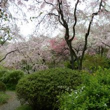 ピンクの森、と例えられるだけはある。