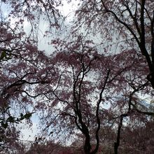 空を覆う桜