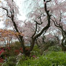 まさに百花繚乱の景色
