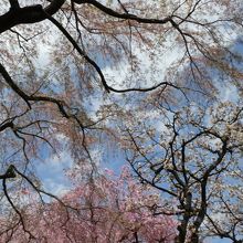 青空に映える桜