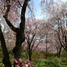 桜のジャングルという表現がぴったり。