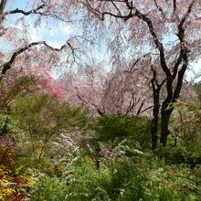 野は百花繚乱。