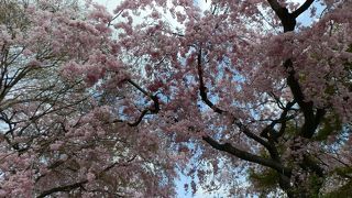 息をのむほど見事な紅枝垂れ桜　原谷苑