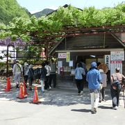 藤や水仙・平戸つつじと二度楽しめる藤公園