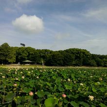 ハスの花がちらほら