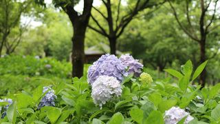 紫陽花を見に