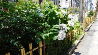 通り沿いに紫陽花が咲いていました